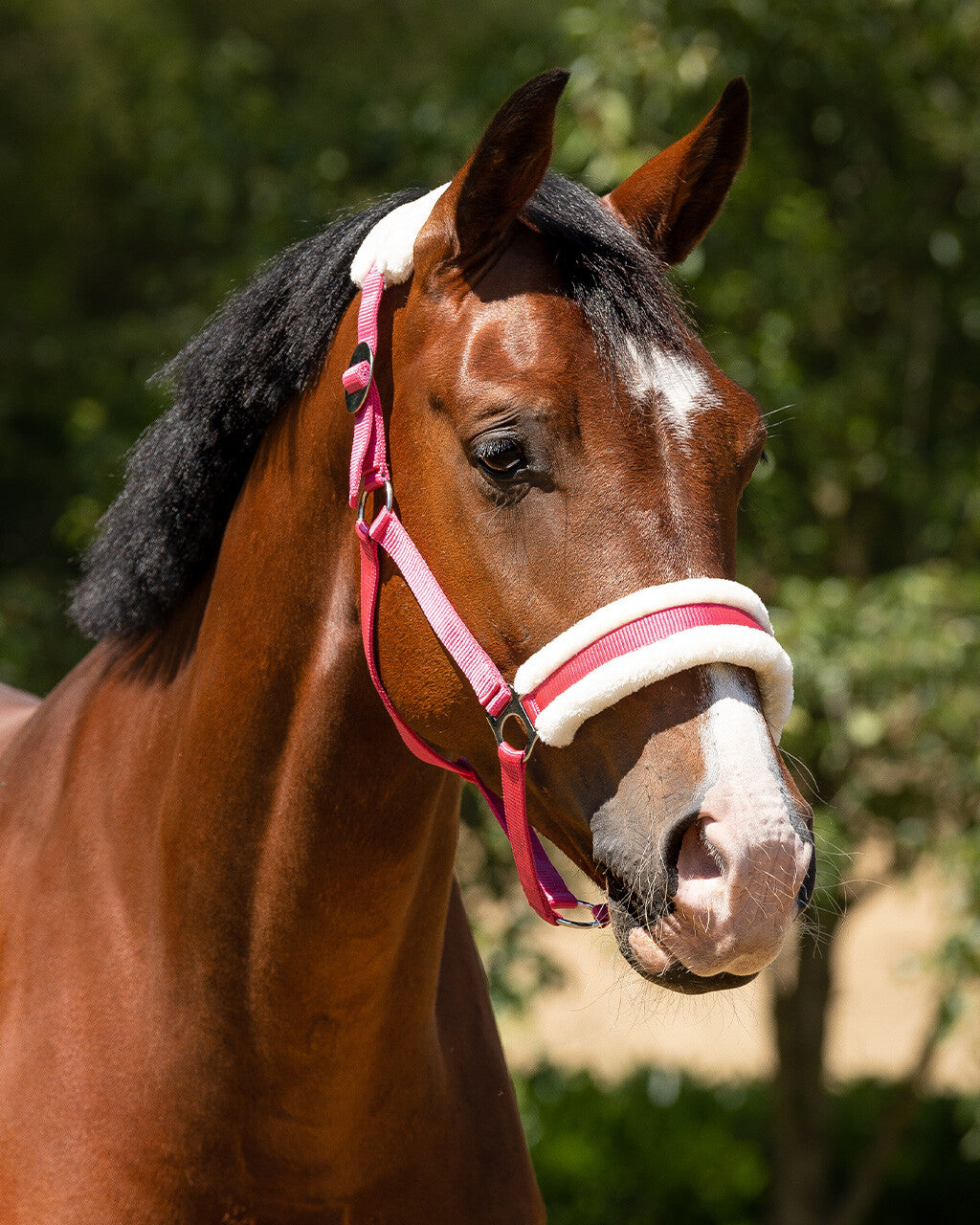 Halfter CALI von QHP mit Fell