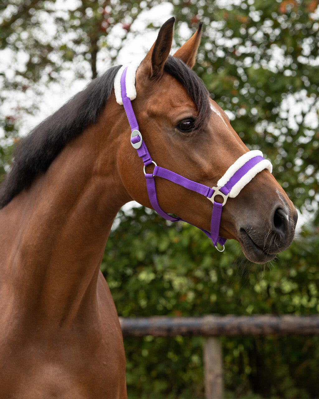 Halfter CALI von QHP mit Fell