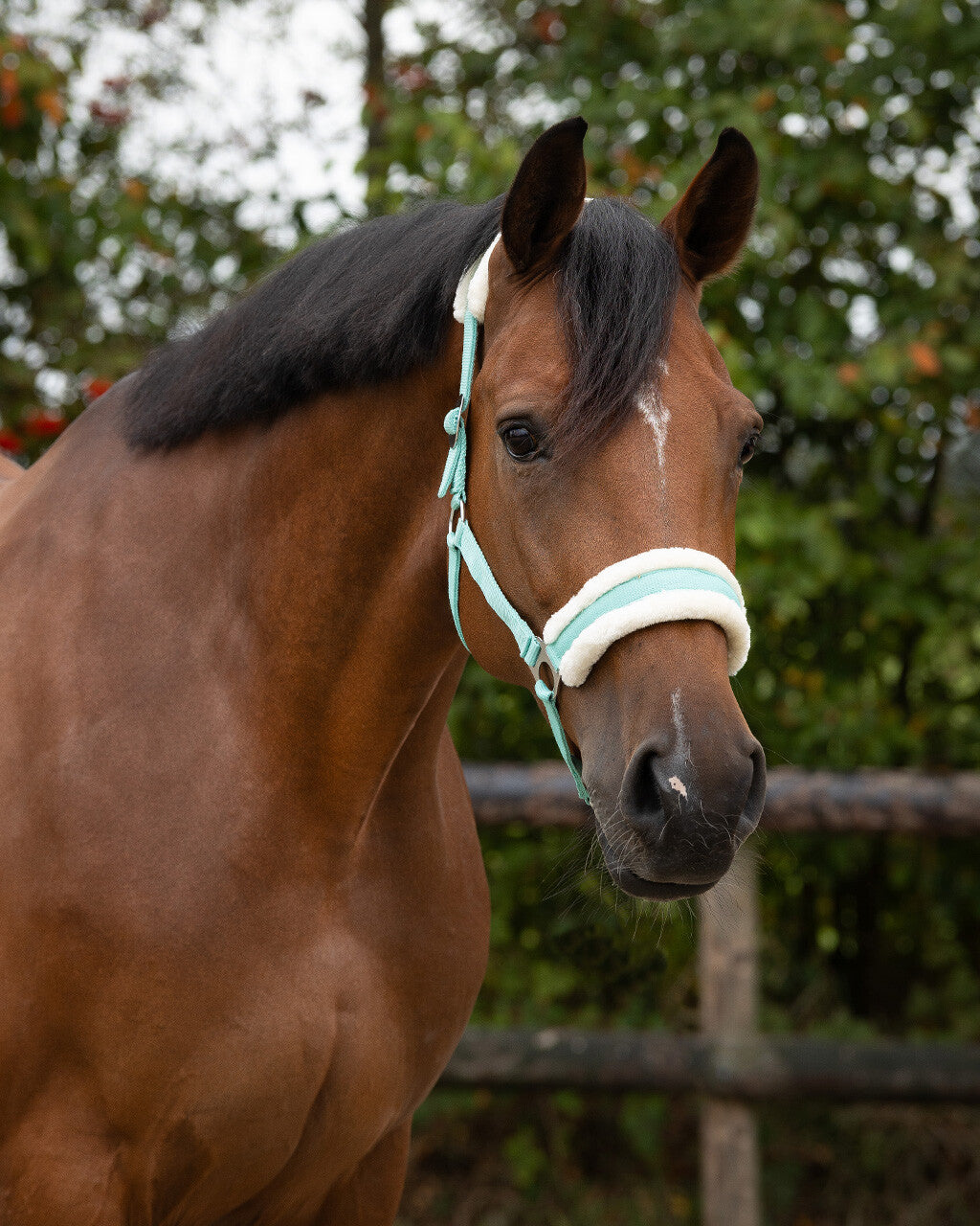 Halfter CALI von QHP mit Fell