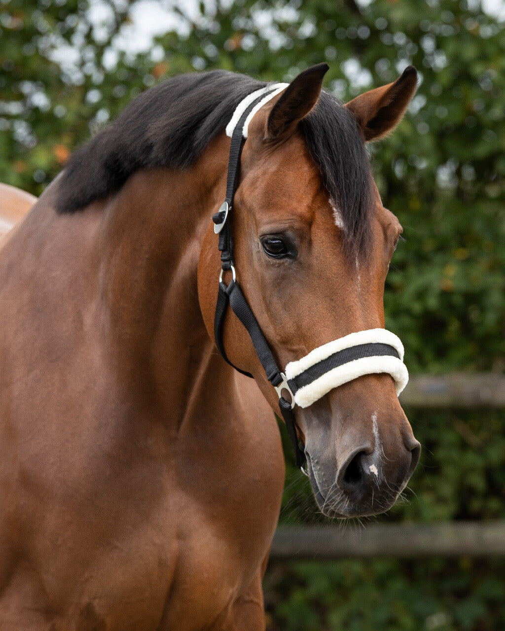 Halfter CALI von QHP mit Fell