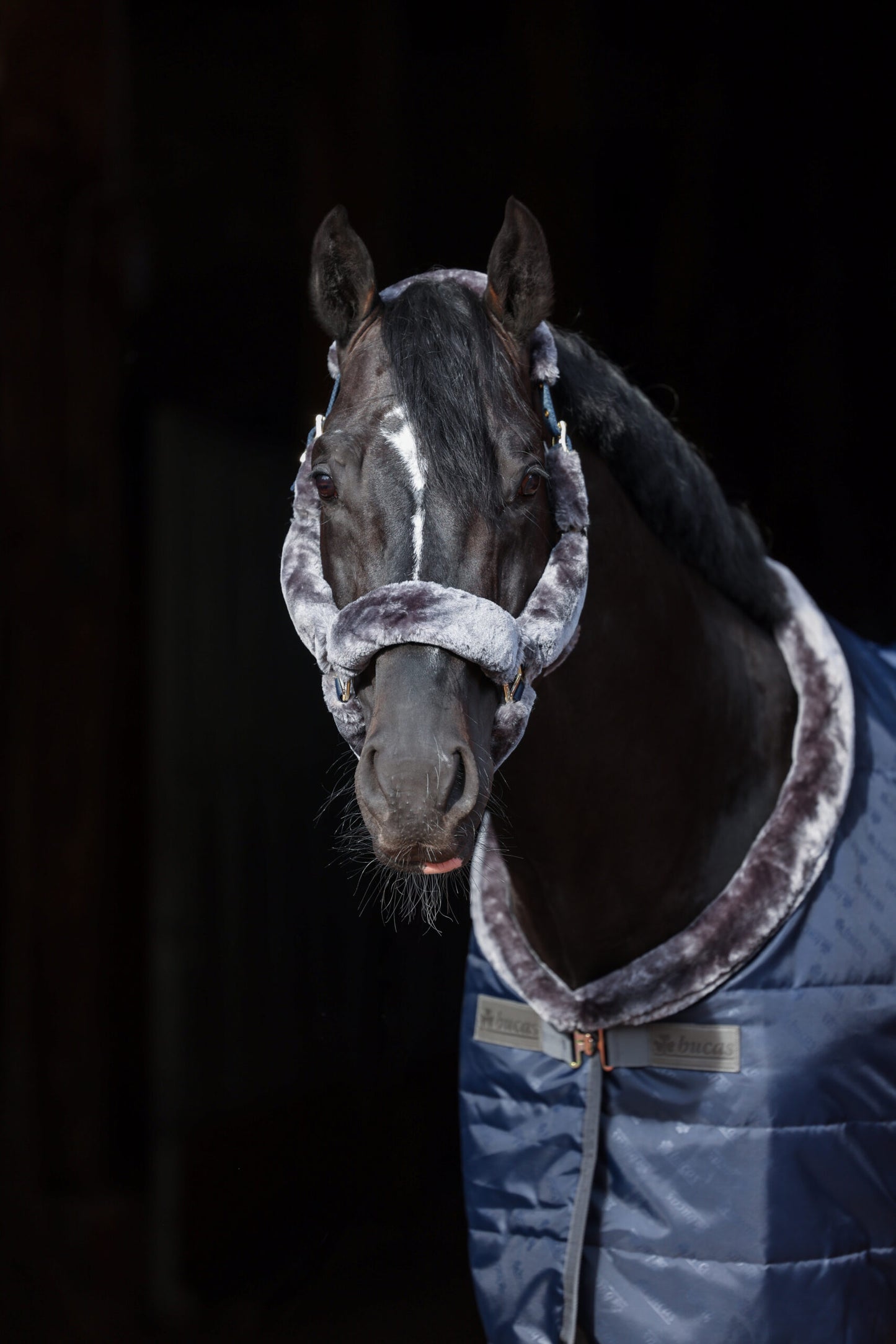 Show-Line Halfter von BUCAS