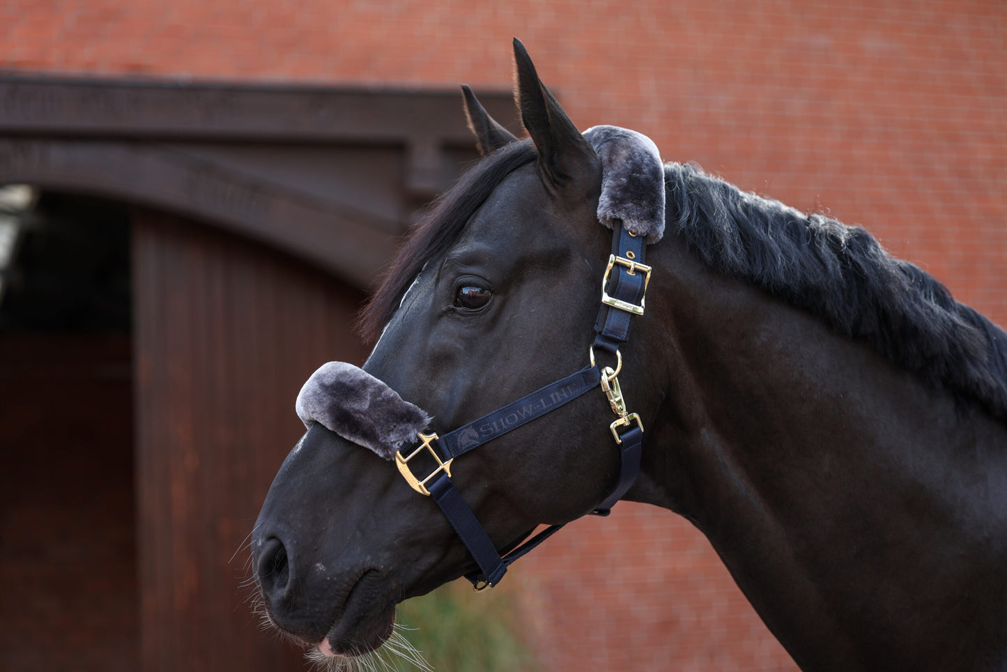 Show-Line Halfter von BUCAS