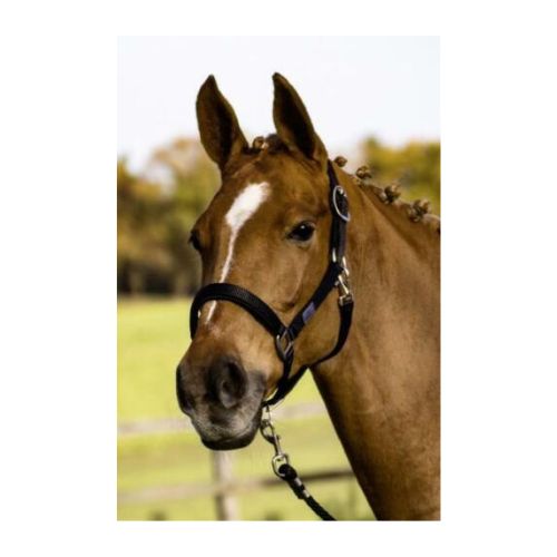 Halfter SOLID SOFT von Busse
