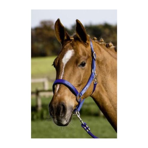 Halfter SOLID SOFT von Busse
