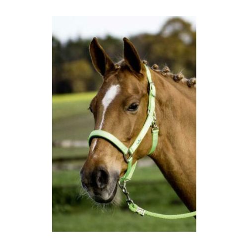 Halfter SOLID SOFT von Busse