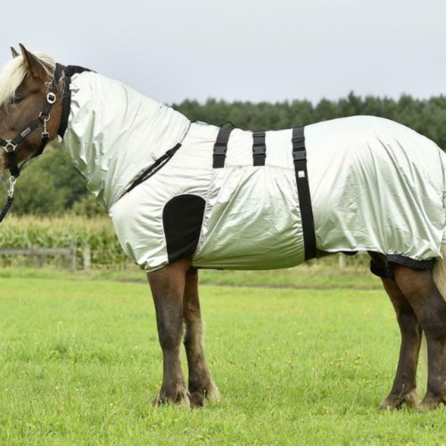 Exzemerdecke-Strong-Busse