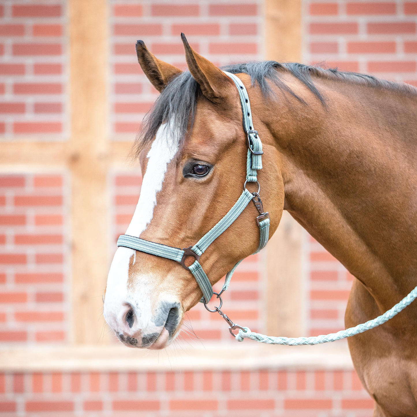 HALFTER SMOOTH SOFT von Busse